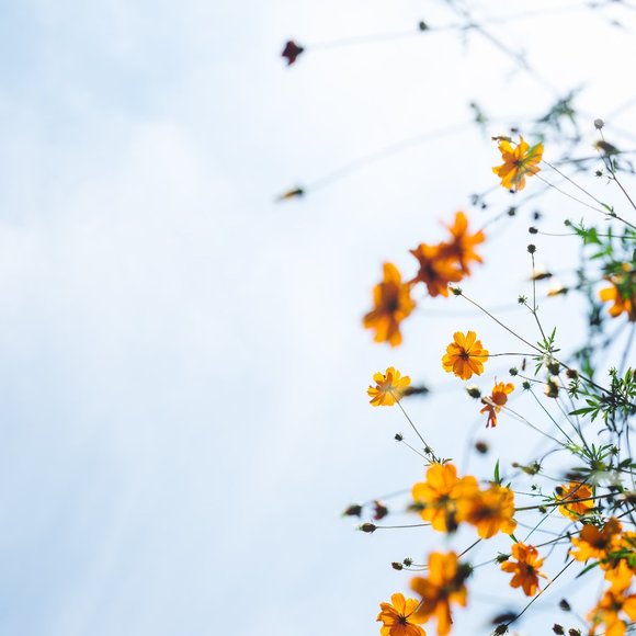 Meet your Posher, DV - Picture 1 of 1